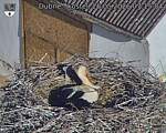 Capi_Dubne_20260526_071504.jpg