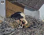Capi_Dubne_20260526_072003.jpg
