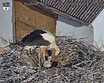 Capi_Dubne_20260526_072503.jpg