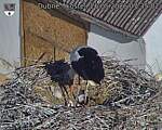 Capi_Dubne_20260526_073502.jpg