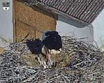 Capi_Dubne_20260526_074002.jpg