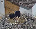 Capi_Dubne_20260526_074504.jpg