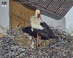 Capi_Dubne_20260526_075503.jpg