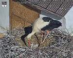 Capi_Dubne_20260526_080003.jpg