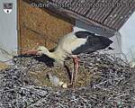 Capi_Dubne_20260526_080503.jpg