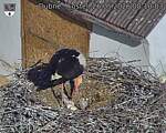 Capi_Dubne_20260526_081003.jpg