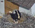 Capi_Dubne_20260526_081503.jpg