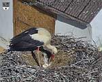 Capi_Dubne_20260526_082003.jpg