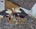 Capi_Dubne_20260526_082503.jpg