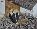 Capi_Dubne_20260526_084003.jpg