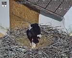 Capi_Dubne_20260526_085503.jpg