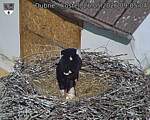 Capi_Dubne_20260526_090504.jpg