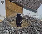 Capi_Dubne_20260526_092002.jpg
