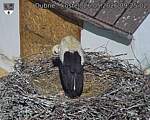 Capi_Dubne_20260526_092502.jpg