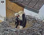 Capi_Dubne_20260526_094503.jpg
