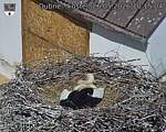 Capi_Dubne_20260526_101504.jpg