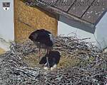 Capi_Dubne_20260526_102504.jpg