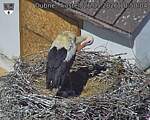 Capi_Dubne_20260526_105004.jpg