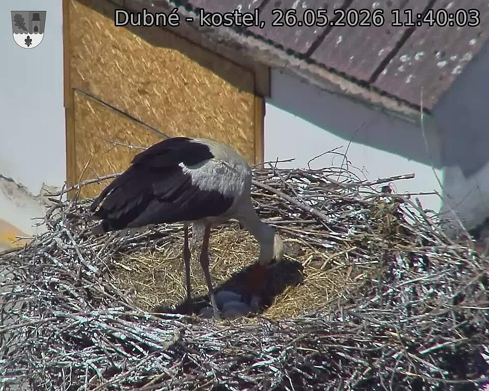 Capi_Dubne_20260526_114003.jpg (1350&nbsp;x&nbsp;1080)