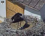 Capi_Dubne_20260526_120003.jpg