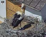 Capi_Dubne_20260526_121504.jpg