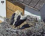 Capi_Dubne_20260526_124503.jpg