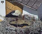 Capi_Dubne_20260526_125504.jpg