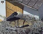 Capi_Dubne_20260526_131004.jpg