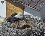 Capi_Dubne_20260526_131503.jpg