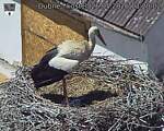Capi_Dubne_20260526_132002.jpg