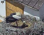 Capi_Dubne_20260526_132504.jpg