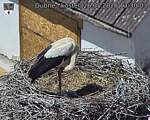 Capi_Dubne_20260526_133003.jpg