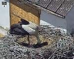 Capi_Dubne_20260526_133502.jpg