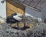 Capi_Dubne_20260526_134004.jpg