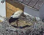 Capi_Dubne_20260526_134503.jpg