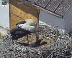 Capi_Dubne_20260526_135002.jpg