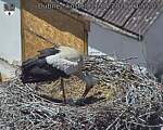 Capi_Dubne_20260526_135503.jpg