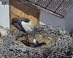 Capi_Dubne_20260526_140503.jpg