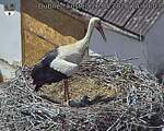 Capi_Dubne_20260526_141003.jpg