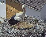 Capi_Dubne_20260526_141503.jpg
