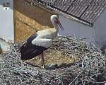 Capi_Dubne_20260526_142004.jpg