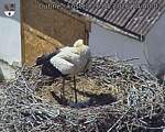 Capi_Dubne_20260526_144002.jpg