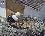 Capi_Dubne_20260526_145502.jpg