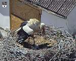 Capi_Dubne_20260526_150003.jpg