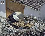 Capi_Dubne_20260526_151003.jpg