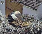 Capi_Dubne_20260526_152003.jpg