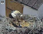 Capi_Dubne_20260526_155003.jpg