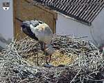 Capi_Dubne_20260526_160504.jpg