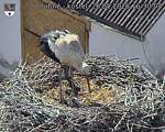 Capi_Dubne_20260526_163004.jpg