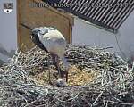 Capi_Dubne_20260526_163503.jpg